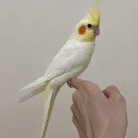 عروس هلندی