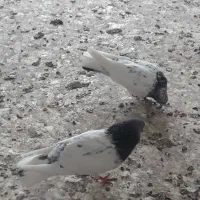 جوجه کفتر پرشی تهرونی