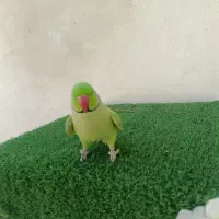 ملنگو نر رام