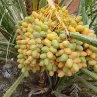 پاجوش (بچ) بریمی اصل
