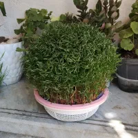 سبزه|گل و گیاه طبیعی|ملایر, |دیوار