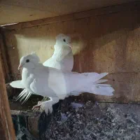 سلام یه جفت پاپر|پرنده|دماوند, دماوند|دیوار