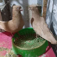 نروماده زرد .نروماده دوبالی.نرکوهی شکلاتی.