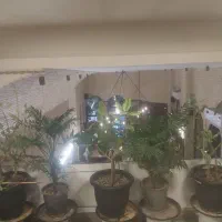 کارگر ساده