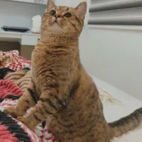 گربه اسکاتیش