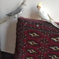 یک جفت عروس هلندی نروماده دوساله|پرنده|اصفهان, هفتون|دیوار