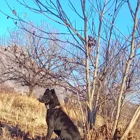 سگ گله|سگ|ملایر, |دیوار