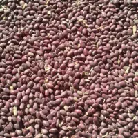 لوبیاقرمزخوشبخت قیمت ۲۱۰تومان|عمده‌فروشی|نظر کهریزی, |دیوار