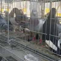 کبوتر رنگی و دورگ|پرنده|شاهینشهر, نبوت|دیوار