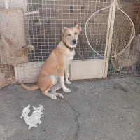 سگ سراب