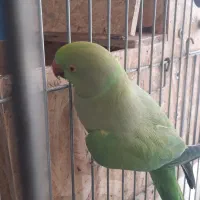 طوطی ملنگو ماده