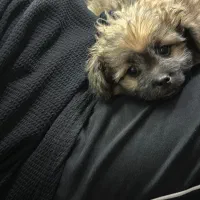 توله سگ شیتزو|سگ|شیراز, فرگاز|دیوار