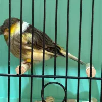 قناری کلاستر  فائو کبالت|پرنده|تهران, پامنار|دیوار