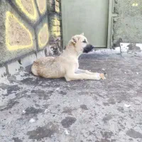 توله سگ افغان