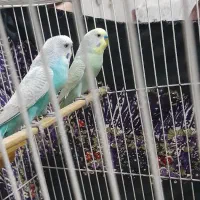 2 جفت مرغ عشق|پرنده|مشهد, قائم|دیوار