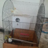 جفت عروس هلندی