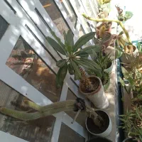 فروش گل با گلدان|گل و گیاه طبیعی|شیراز, شهرک والفجر|دیوار