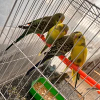 مرغ عشق عمده