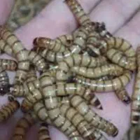 غذا حیوانات خانگی