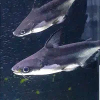 پنکوسی شکاری|ماهی|مهاباد (آذربایجان غربی), |دیوار