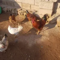 خروس گوشتی و چند عدد مرغ محلی|حیوانات مزرعه|ماکو, |دیوار