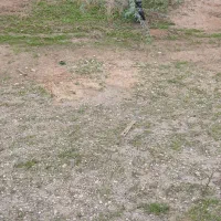 راننده تراکتور لیزر اسکریپر