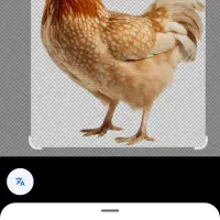 مرغ زنده جهت نذورات وقربانی