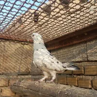 سه تا نر دورگ|پرنده|بهبهان, |دیوار