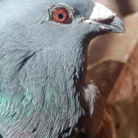 کبوتر  سبز مسافتی