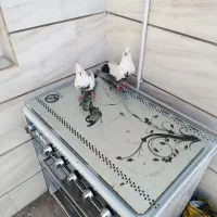 پرنده