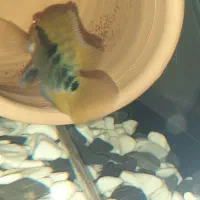 ماهی آکواریوم براش افرا مولد جفت|ماهی|شیراز, فرودگاه شهید دستغیب شیراز|دیوار