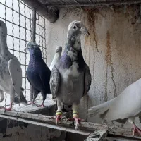 کفتر|پرنده|گلبهار, شهر جدید گلبهار|دیوار