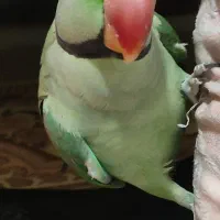 شاه طوطی گمشده