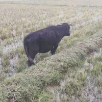 گاو|حیوانات مزرعه|گوراب زرمیخ, |دیوار