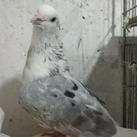 کبوتر|پرنده|رشت, دروازه لاکان|دیوار