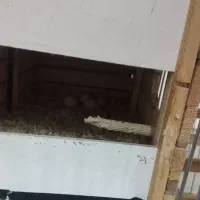 عروس هلندی|پرنده|محمدشهر, شهرک پیام (مهرالبرز)|دیوار