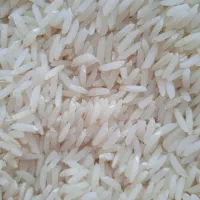 فروش برنج هاشمی اصل