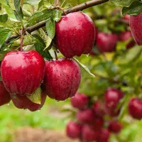 فروش نهال های وارداتی وایرانی