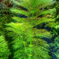 چند مدل گیاه آکواریوم (پلنت)