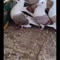 کبوتر دوکت|پرنده|شادگان, |دیوار