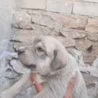 پنج تا توله ماده عراقی