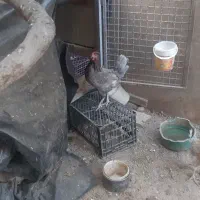 مرغ تخم گزار