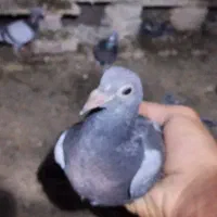 مسافتی تازه دون خور