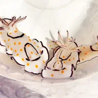 ماهی خرگوش Goniobranchus annulatus ابشور|ماهی|تهران, یاخجی آباد|دیوار