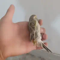 قناری مست|پرنده|بم, |دیوار