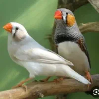 فنچ جفتی ۳۰۰|پرنده|تهران, نبی اکرم|دیوار