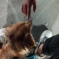 سگ برای فروش