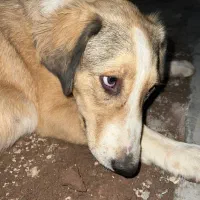 سگ پیدا شده