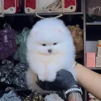 واگذاری سگ پامر خرسی عروسکی