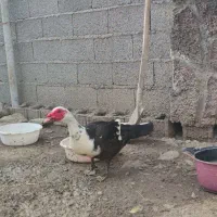 اردک اسرائیلی نر